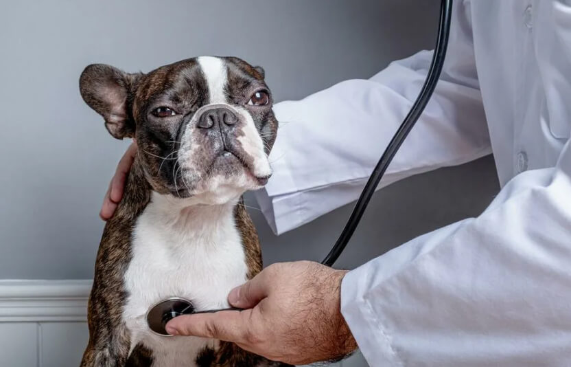 ветеринар слушает сердце стетоскопом